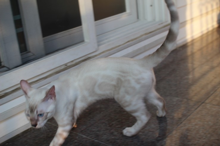 스노우 뱅갈고양이 스노우킹~ 관련 이미지 1