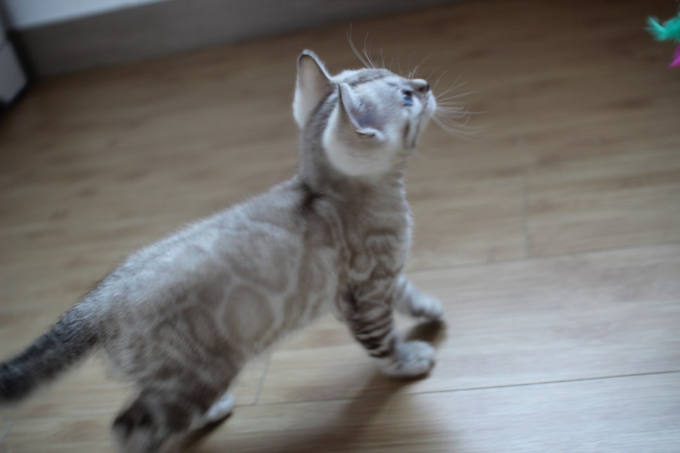 스노우뱅갈고양이 꼬맹이 신났네 신났어 관련 이미지 23