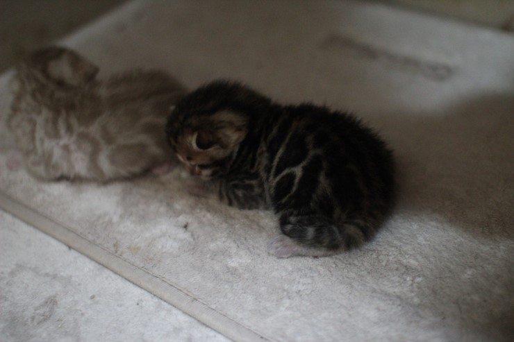 실밍크 뱅갈고양이,브라운 뱅갈고양이 형제예요~ 관련 이미지 1