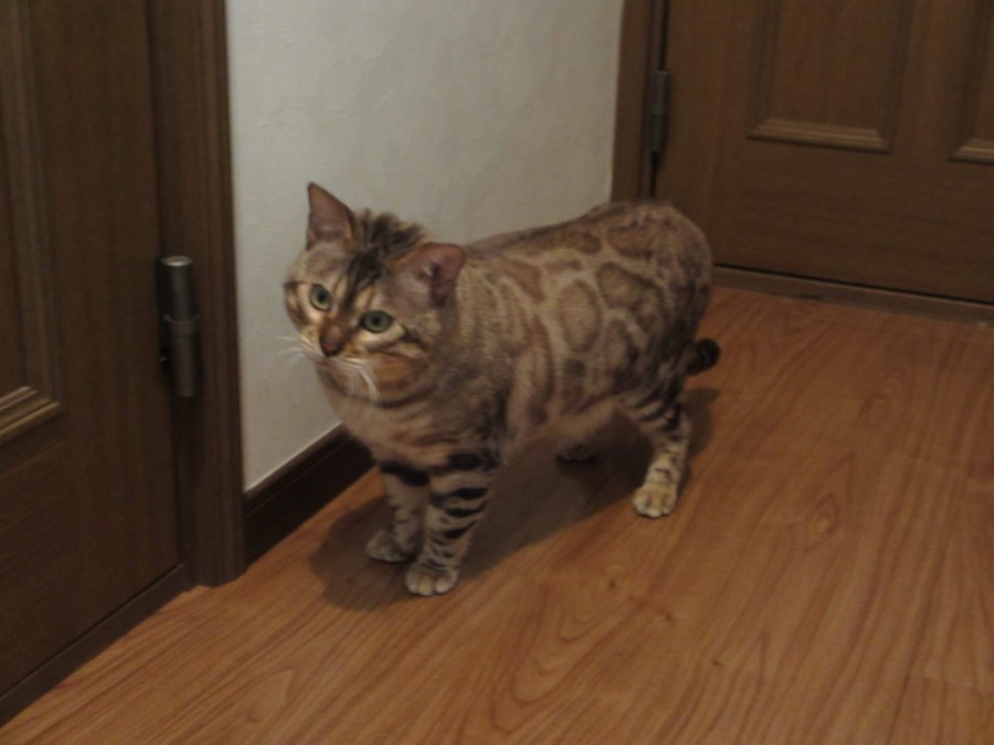일본으로 분양간 실밍크 뱅갈고양이 킹이예요~ 관련 이미지 5