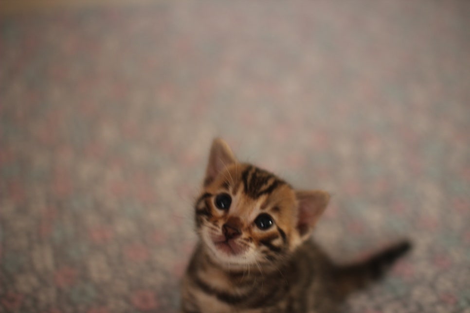 브라운 남아,여아 분양합니다~ 관련 이미지 5