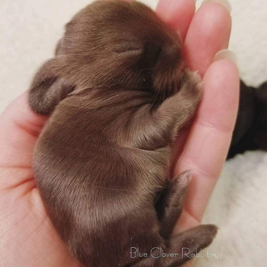 해외 귀여운 아가 토끼들~ 관련 이미지 1