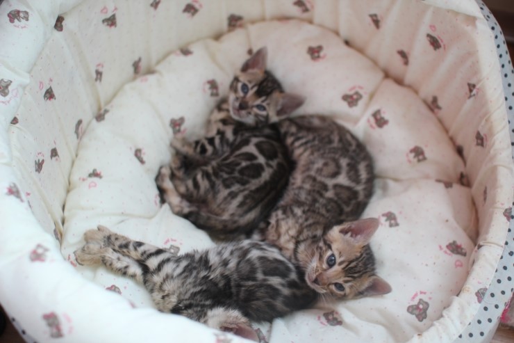 뱅갈고양이 꼬맹이들~ 관련 이미지 3