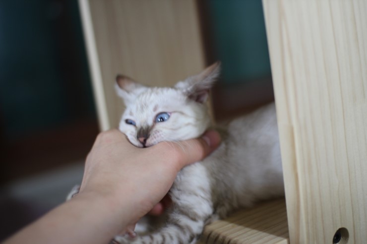 뱅갈고양이,뱅갈고양이분양, 링컨이한테 삐진 스노우뱅갈 꼬맹이 초아~~~ 관련 이미지 6