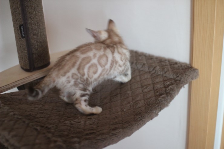 스노우 밍크 뱅갈고양이 남아예요~ 관련 이미지 5