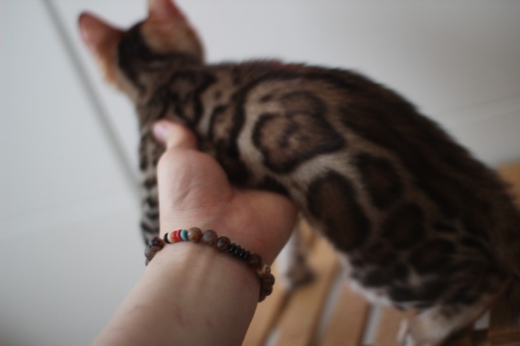 이쁘게 성장중인 뱅갈고양이 여아 중국이~ 관련 이미지 5