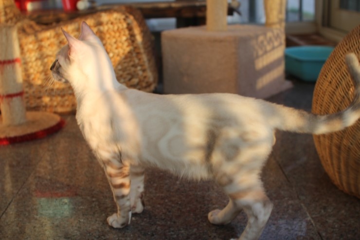 스노우 뱅갈고양이 스노우킹~ 관련 이미지 5