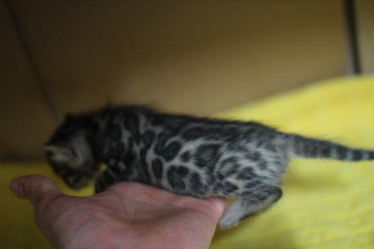 뱅갈고양이 꼬맹이 6남매~ 관련 이미지 5