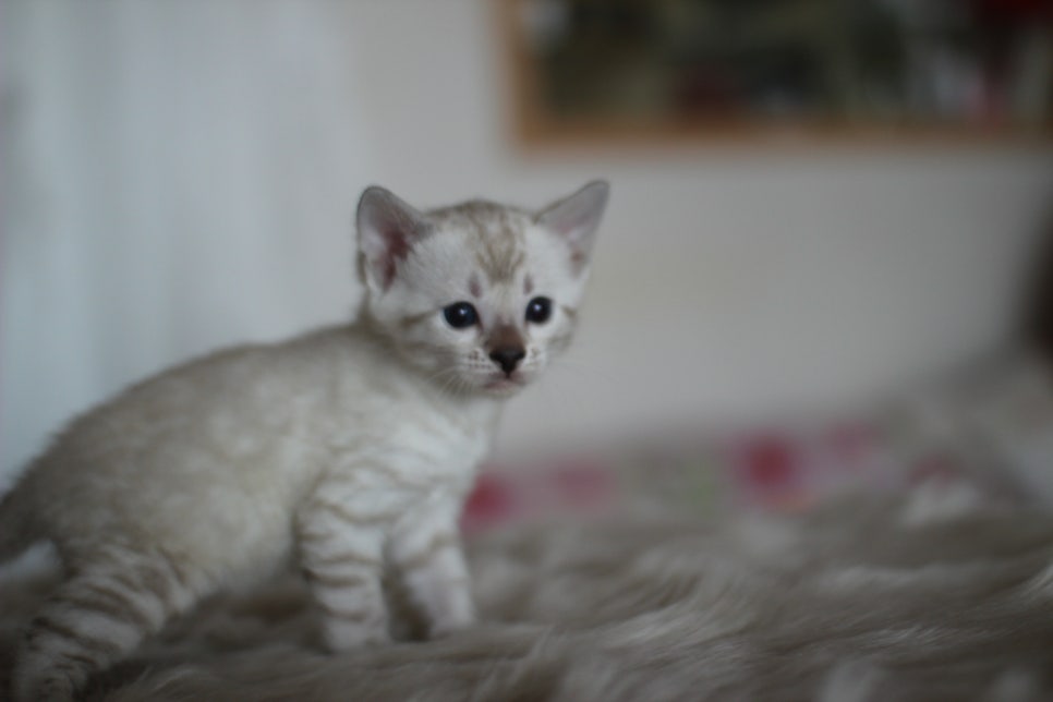 뱅갈고양이분양 멋진 빅로젯 아이들~ 관련 이미지 8