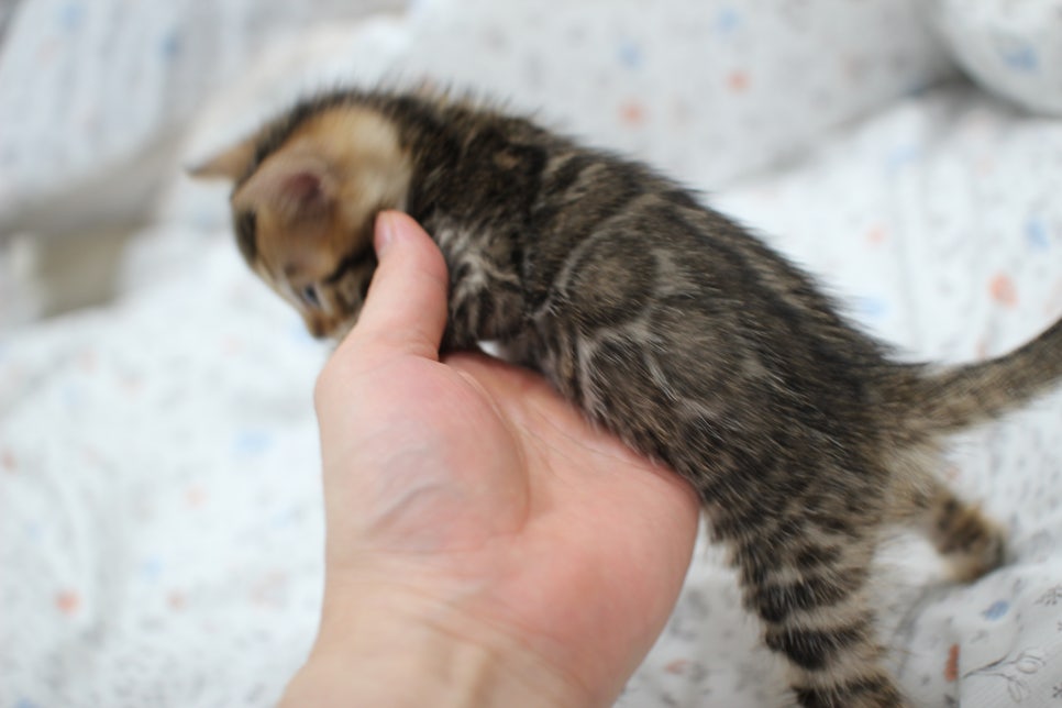 깔끔한 빅로젯이 이쁜 뱅갈고양이 남아 분양해요~ 관련 이미지 5