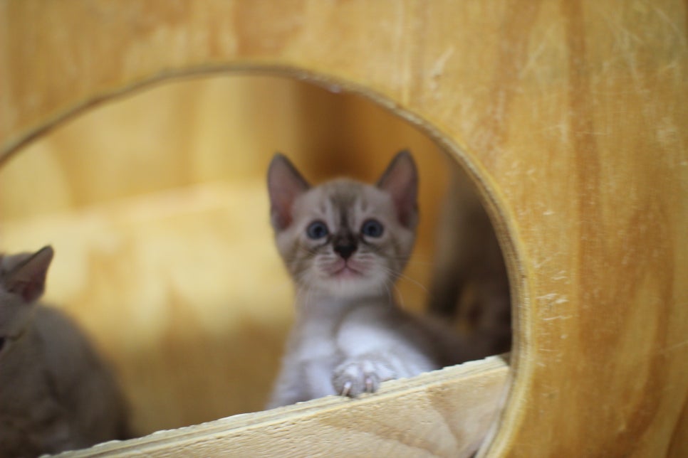 스노우뱅갈고양이 꼬맹이들~ 관련 이미지 6