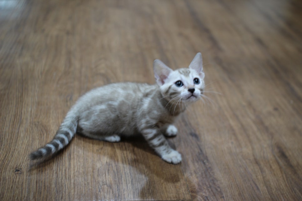 실밍크뱅갈고양이 여아 분양해요~ 관련 이미지 3