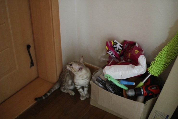 실밍크 뱅갈고양이 킹 입니다~ 관련 이미지 5