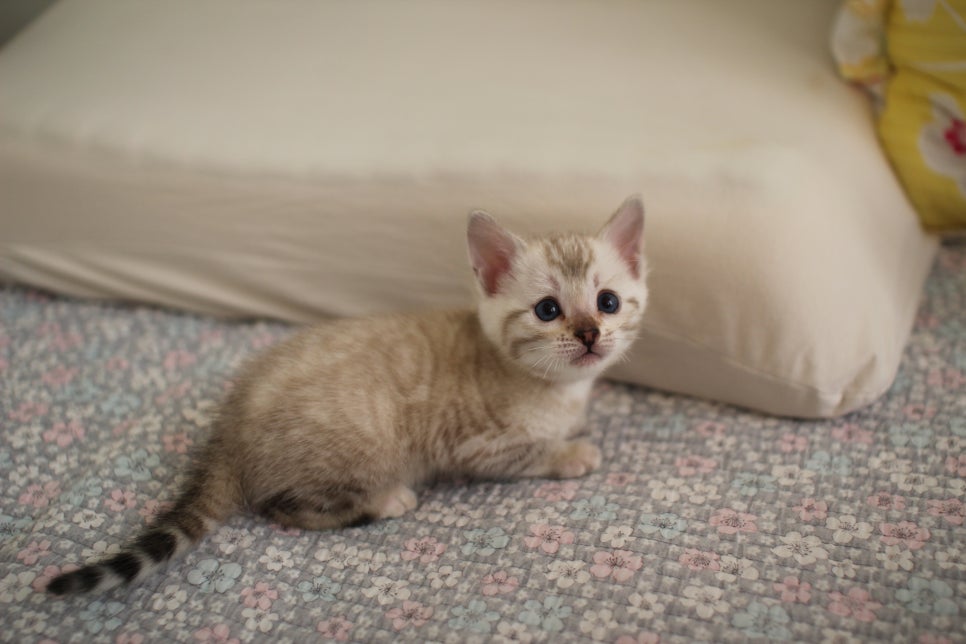 스노우뱅갈고양이 여아 분양해요~ 관련 이미지 13