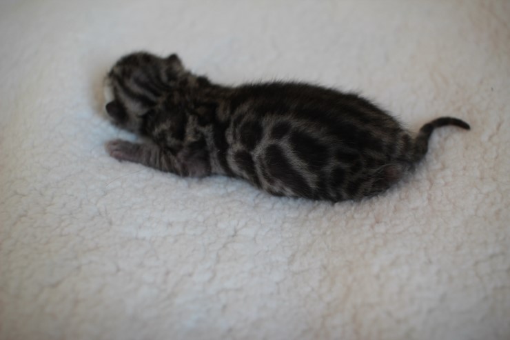 실버,브라운 뱅갈고양이 꼬물이들 사진 입니다 관련 이미지 30