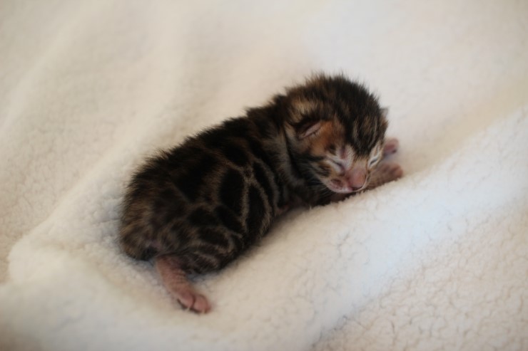 실버,브라운 뱅갈고양이 꼬물이들 사진 입니다 관련 이미지 19