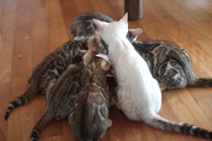 뱅갈고양이 꼬맹이들 생식이 좋아요~ 관련 이미지 7