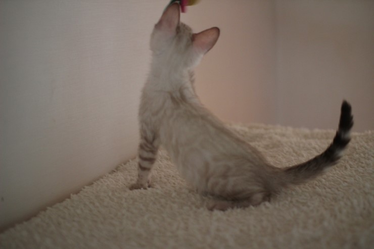 실링스 뱅갈고양이 키퍼 여아 많이 컸어요~ 관련 이미지 8