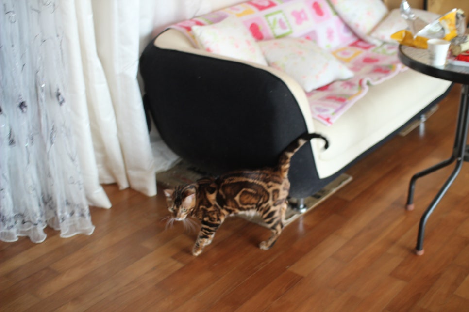 소유뱅갈캐터리 새로운 종묘가 될 남아 입니다~ 관련 이미지 18