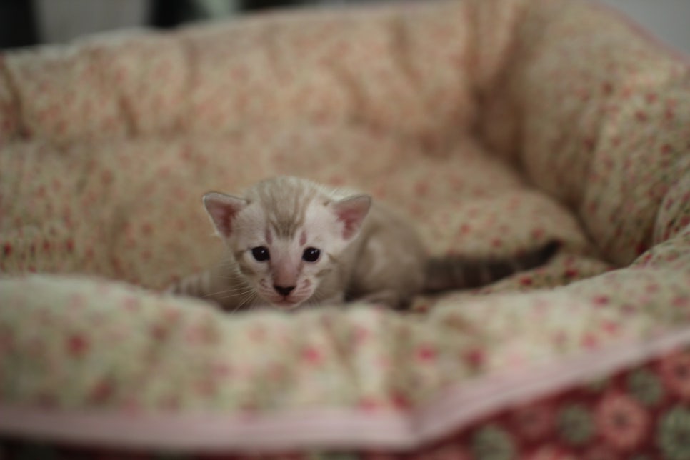 어메이징 실밍크뱅갈고양이 여아 브리딩 타입 분양해요~ 관련 이미지 1