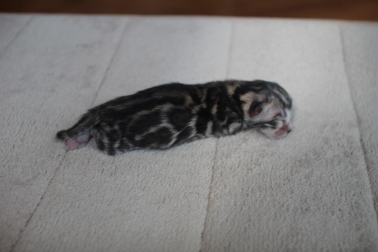 소유캐터리 실버뱅갈고양이~ 관련 이미지 4