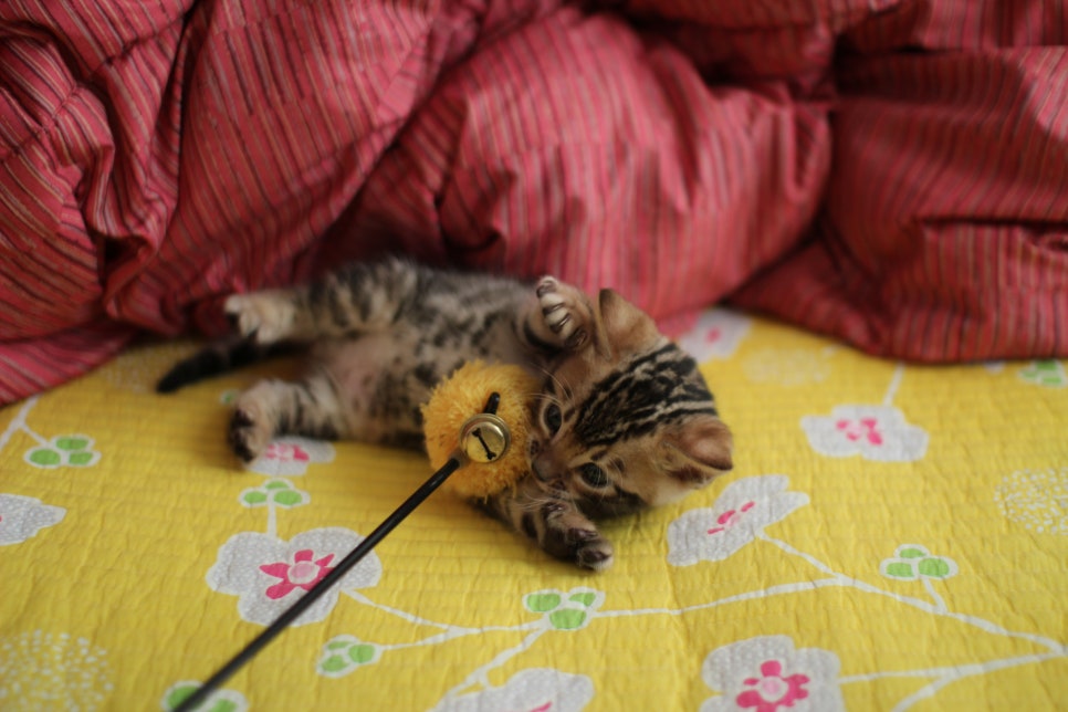 뱅갈고양이 남아 분양중 입니다~ 관련 이미지 8