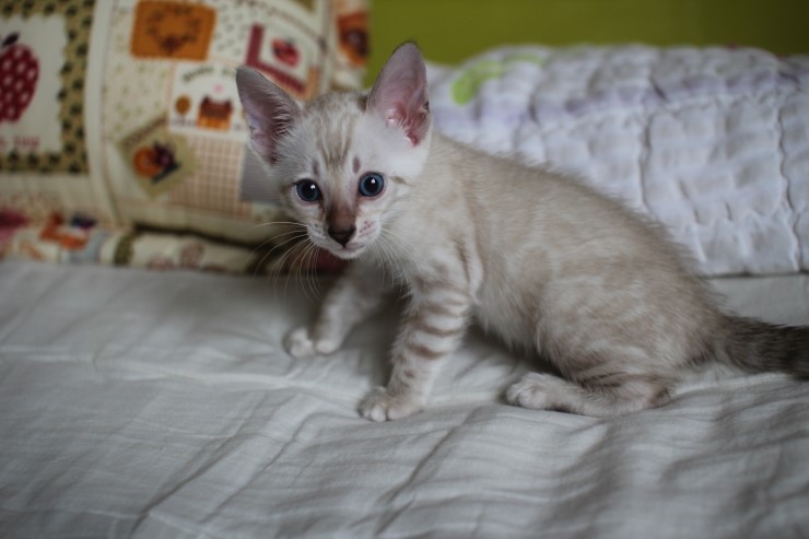 실링스 뱅갈고양이 키퍼 여아 입니다^^ 관련 이미지 3