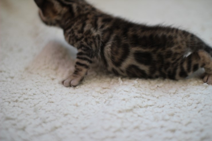 브라운 뱅갈고양이 여아예요~ 관련 이미지 7