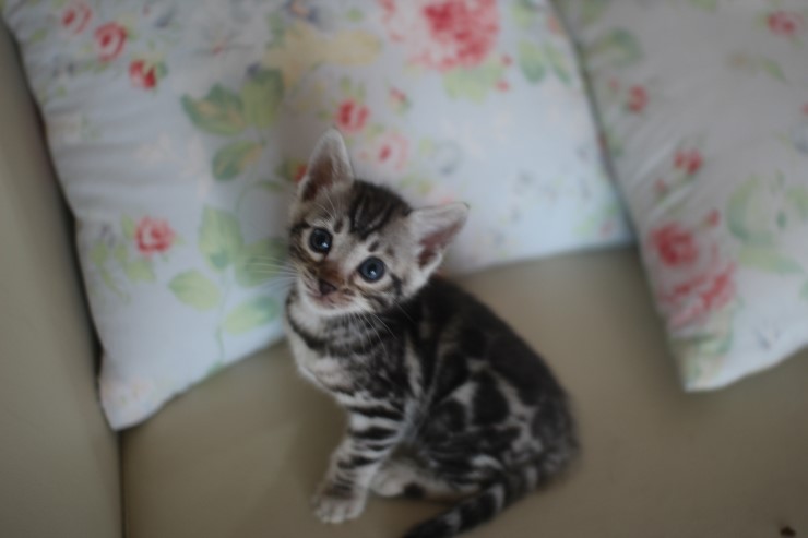 건강히 성장중인 뱅갈고양이 꼬맹이들~ 관련 이미지 6