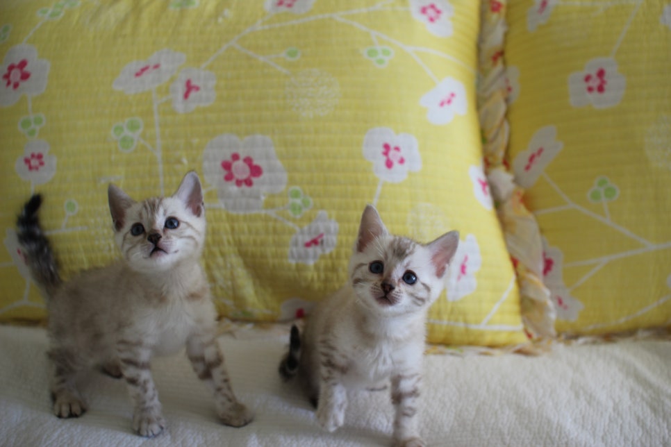 스노우뱅갈고양이 삼총사 분양해요~ 관련 이미지 6