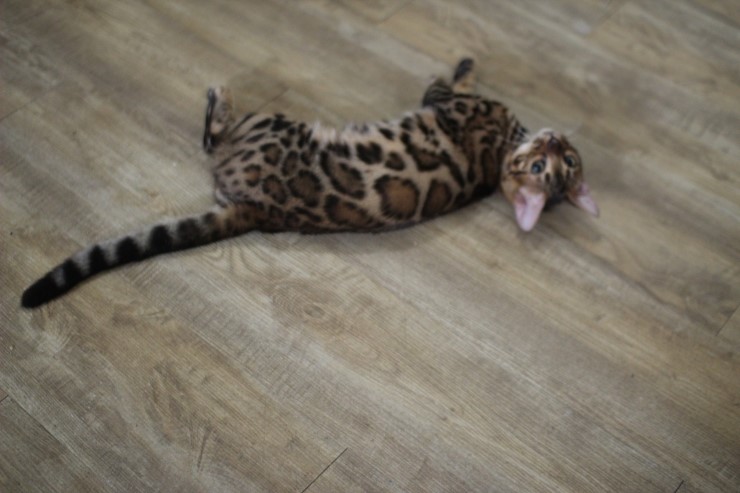 뱅갈고양이,뱅갈고양이분양,듬직한 신사 링컨이~~~ 관련 이미지 8