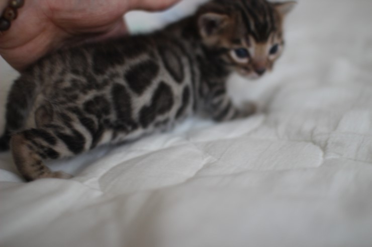 뱅갈고양이 남매 오늘 모습 입니다~ 관련 이미지 18