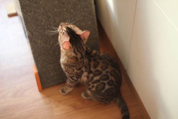 소유캐터리 종묘 뱅갈고양이 남아 영웅이와 레인이예요~ 관련 이미지 5