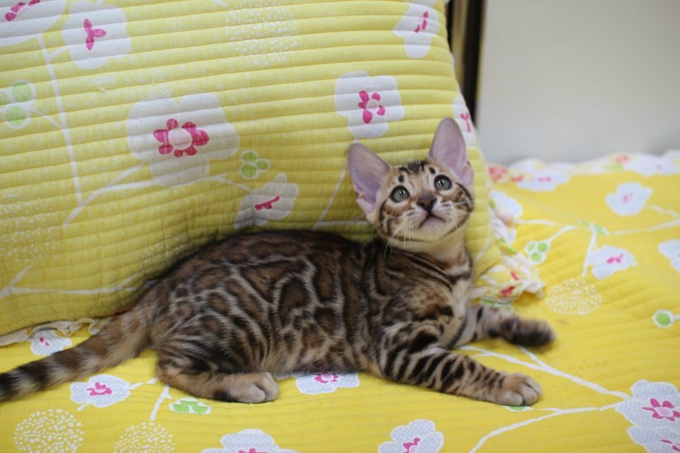 우량아 개냥이 브라운 뱅갈고양이 여아 분양해요~ 관련 이미지 1