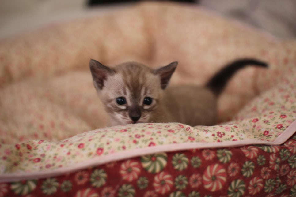 고퀄리티 스노우뱅갈고양이 아이들 분양합니다~ 관련 이미지 23