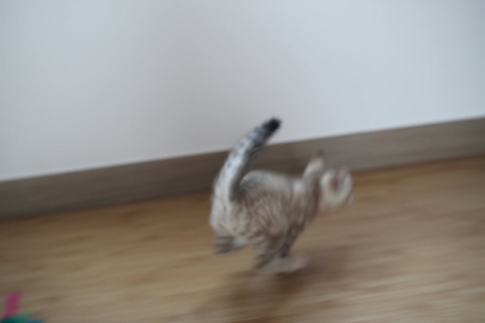 스노우뱅갈고양이 꼬맹이 신났네 신났어 관련 이미지 18