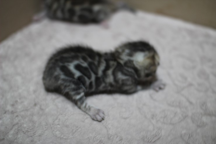 뱅갈고양이 자매 오늘 모습 입니다~ 관련 이미지 10