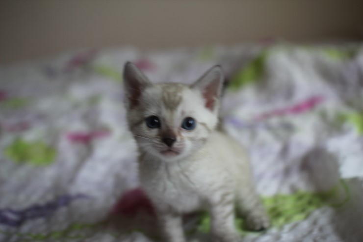 스노우 뱅갈고양이 흰둥이~ 관련 이미지 2