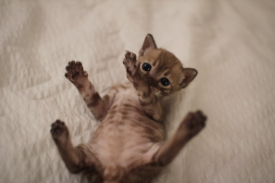 밍크차콜 뱅갈고양이 남아에요~ 관련 이미지 7