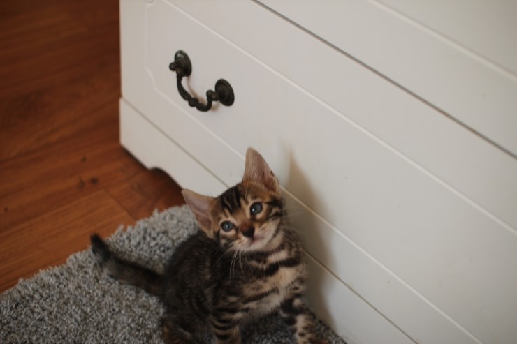 뱅갈고양이 분양 완전히 빠졌네 빠졌어~ 관련 이미지 24