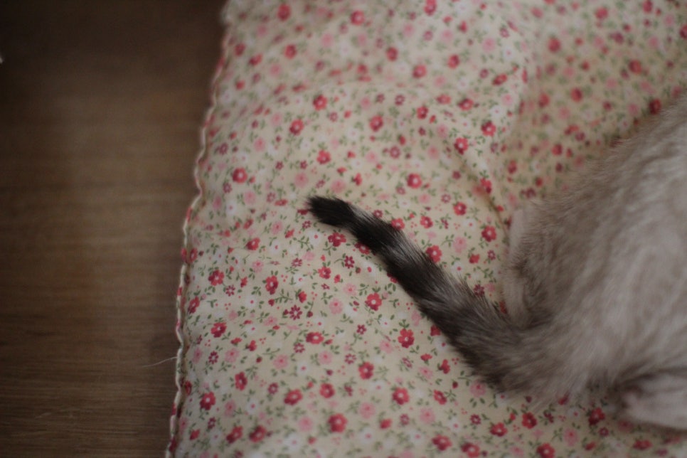 스노우뱅갈고양이 남아 분양해요~ 관련 이미지 7