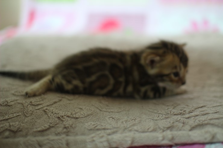 브라운 뱅갈고양이 꼬물이 걷기 시작했어요. 관련 이미지 9