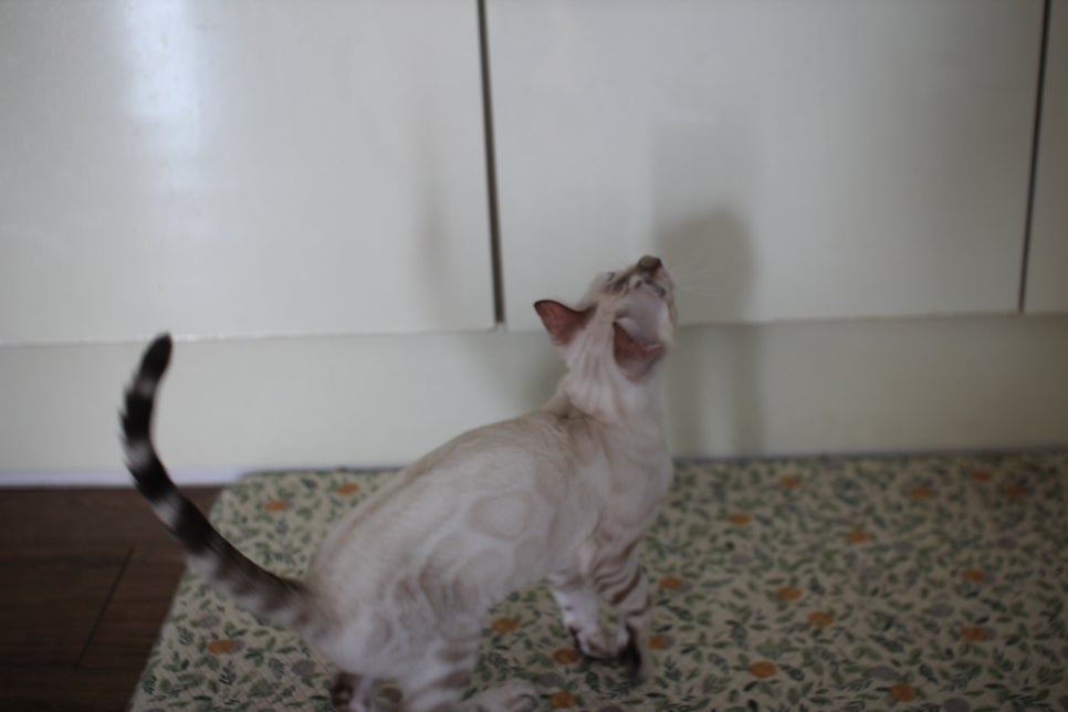 스노우뱅갈고양이 여아 구름이 분양해요~ 관련 이미지 10