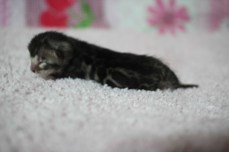 클라우드 로젯 실버뱅갈고양이 꼬물이 여아예요 관련 이미지 2