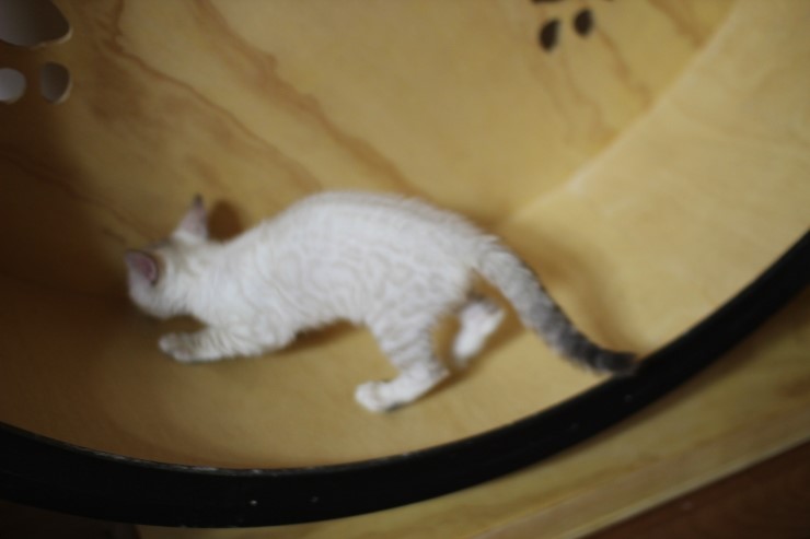 스노우 링스 뱅갈고양이 키퍼여아와 레모나예요~ 관련 이미지 10