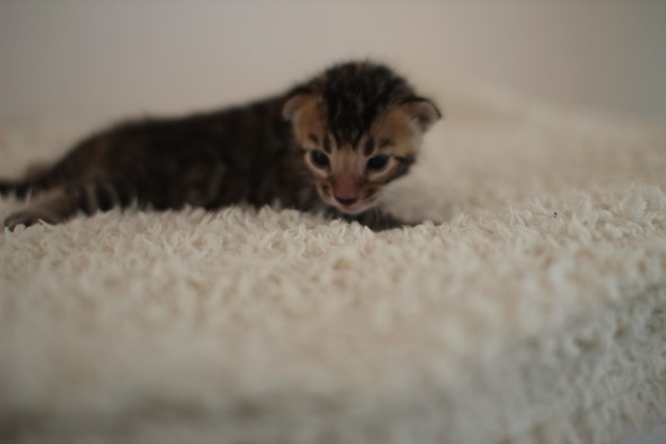 뱅갈고양이 꼬물이 남아예요~ 관련 이미지 8