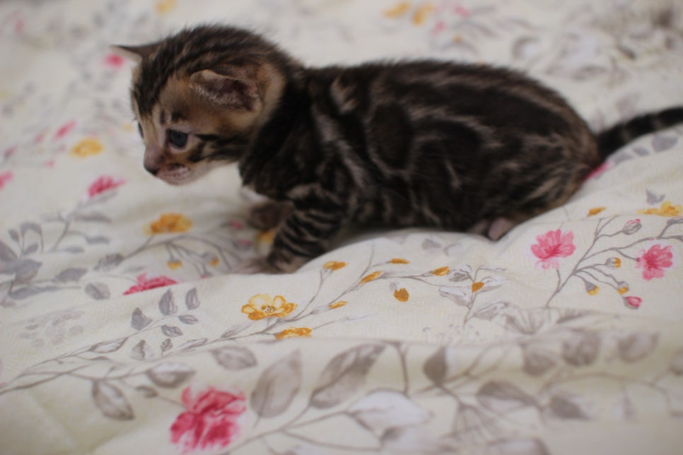 빅로젯이 멋진 미남 뱅갈고양이 남아 분양해요~ 관련 이미지 6