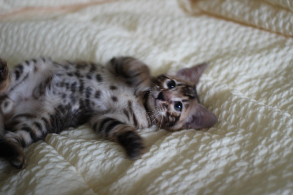 뱅갈고양이 막둥이 분양해요~ 관련 이미지 2