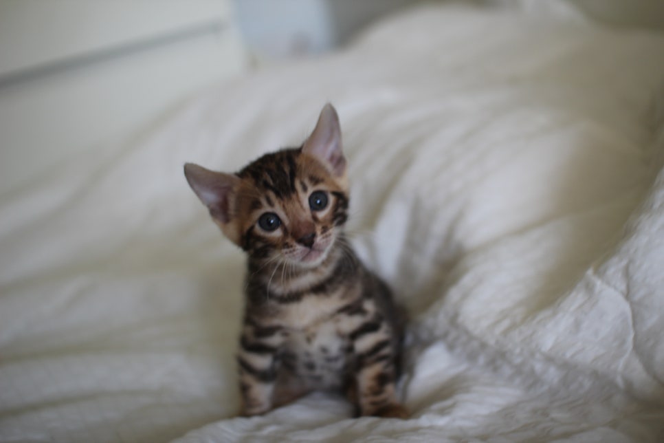 미남 뱅갈고양이에 애교발사~ 관련 이미지 3