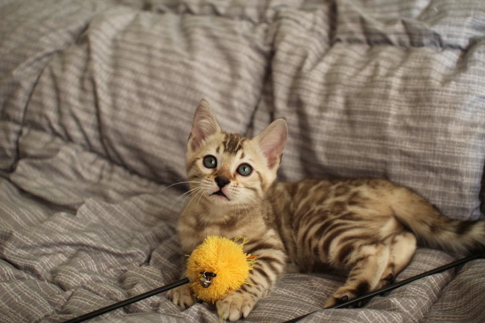 실밍크뱅갈고양이 여아 분양하고 있어요~ 관련 이미지 1